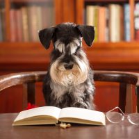 Cute Miniature schnauzer dog reads a book in the classroom